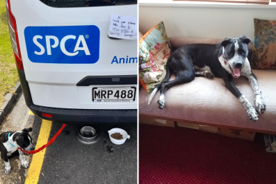 Dog Tied to Animal Rescue Van With Heartbreaking Note Finds Forever Home