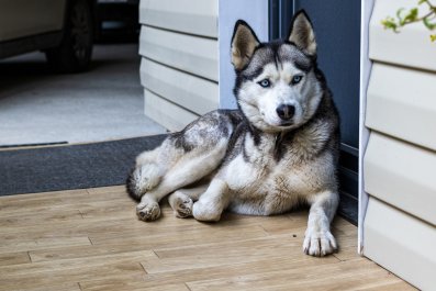 Doorbell Cam Captures Dog's Quick Return After Escape: 'Instant Regret'