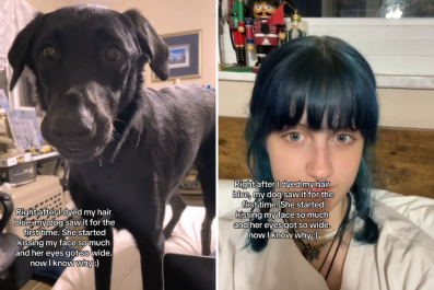 Woman Dyes Hair Blue, Not Prepared for What Dog Does First Time He Sees It