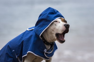 Why Rescue Dog Needs a Jacket on Rainy Days Breaks Hearts