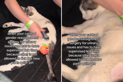 Owner Explains Why Her Male Cat Had 'Gender Reassignment Surgery'