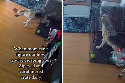 Woman Hides Camera to Find Out How Dog Is Escaping Locked Crate Every Day