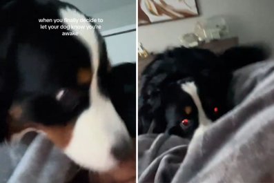 Woman Lets Bernese Mountain Dog Know She's Awake, 'Chaos' Ensues