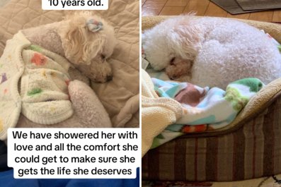 Family Adopt Dog From Sick Owner on CraigslistâThen Learned Her Tragic Past