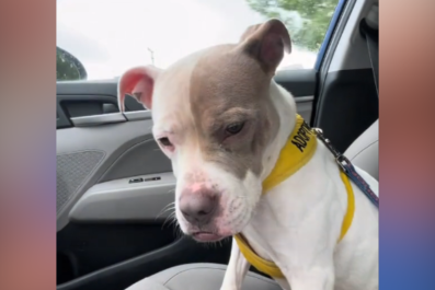 Heartbreaking Moment Dog Realizes She's Returning to Shelter After Day Out