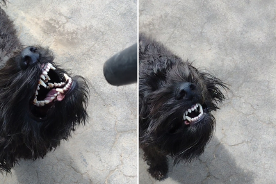 Dog Trying To Attack Leaf Blower Wins Pet of the Week