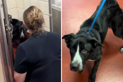 Woman Never Planned To Adopt Abandoned Dog Until 'Her Eyes Locked Mine'