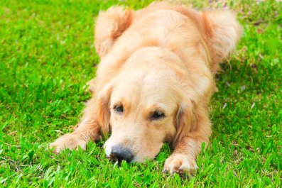 Laughter as Owner Documents Golden Retriever's Tantrums Through Weekâ'Sass'