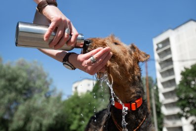 Viral Post of Overheated Dog Prompts Vet To Clarify Heatstroke Care Steps