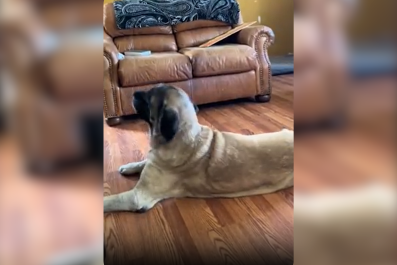 English Mastiff Proves She's a 'Bona Fide' Fan Listening to Taylor Swift