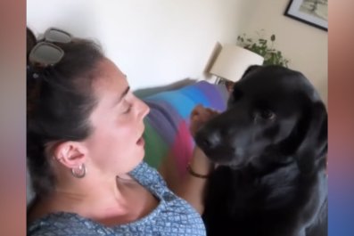 Watch Labrador Activate 'Guilt Mode' Soon As Owner Says She's Going Out