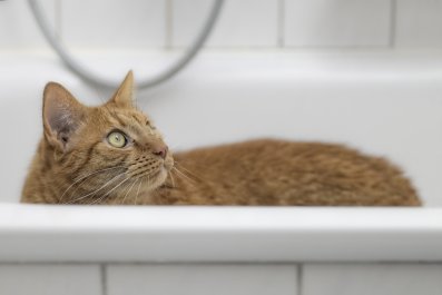 Orange Kitten Owner Attempts To Take a Bath, Cat Gets In and Falls Asleep