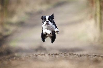 Dog's 'Olympic Dive' During Game of Fetch Amazes Internet