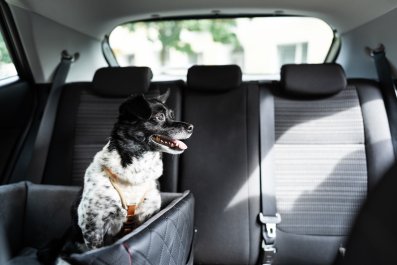 Dog Expecting Playtime Ends Up Groomed, Gives Owner the Silent Treatment