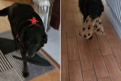 What It Means If Your Dog Brings You Random Objects as a 'Present'