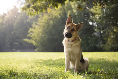 Internet in Love With How Short-Legged Dog Forced To Sit: 'So Awkward'