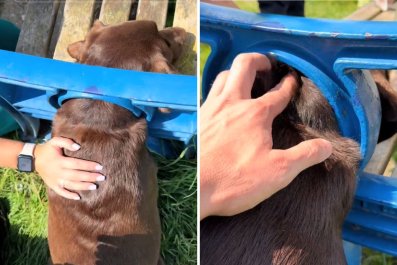 Happy Ending for Labrador Who Got Her Head Stuck in a Bench: 'Terrified'