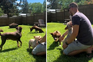 Moment Rescue Dog Helps Paralyzed Sibling Fetch Ball: 'So Pure'