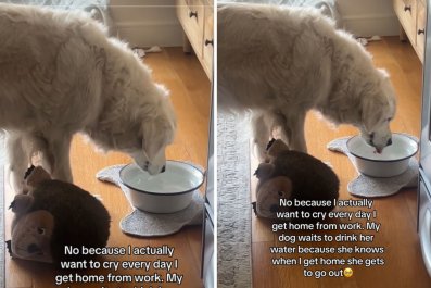 Woman 'Wants to Cry' Because Dog Waits Until Her Return to Drink Water