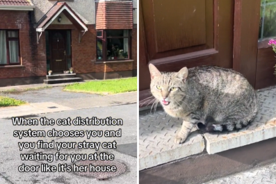 Woman Gets Home, Finds Stray Cat Acting Like She's Renting the Place to Her