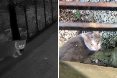 Moment Cat Escapes From Pet Sitter Caught on Camera, Then Rescuer Steps In