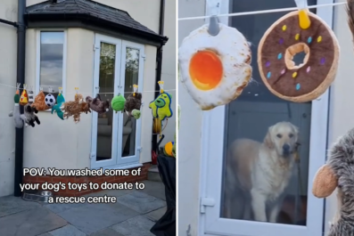 Dog Catches Owner Red-Handed Preparing To Donate His Toys: 'Not Happy'