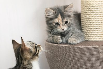 Hysterics At Cat's Reaction To Mom Adopting Stray Kitten: 'Not Having It'Â 