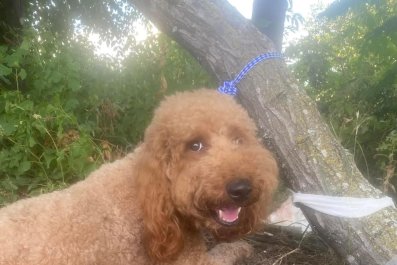 Abandoned Labradoodle Found Tied to Tree Seeks Home After Leg Amputation