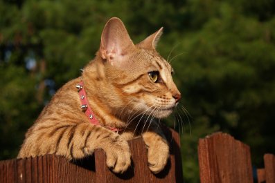 Woman Installs 'High Fence' To Keep Cats In Yard, One Has Other Ideas