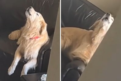 Owner Catches Dog's Reaction to Thinking She Went Out: 'Never Leave Again'