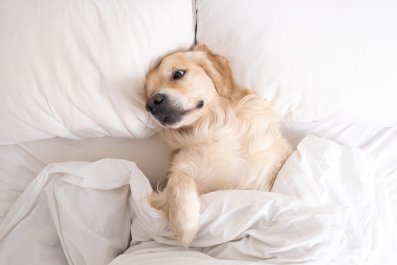 Golden Retriever Forced to 'Retrieve' Owners Staying up Past Bedtime