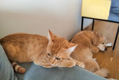 Hearts Melts as Golden Retriever Puppy Brings 'Peace Offering' to Cat