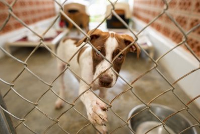 Tears as Dog Left Abandoned in Crate With Heartbreaking Note