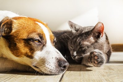 Dog Baffled About a Cat That Doesn't Hate Him Melts Hearts