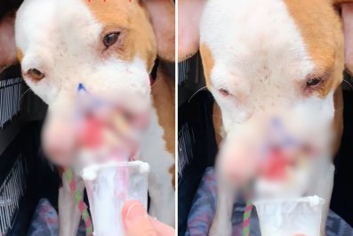 Moment Dog Who Lost Part of Her Face to Abuse Enjoys Her First-Ever Pup Cup