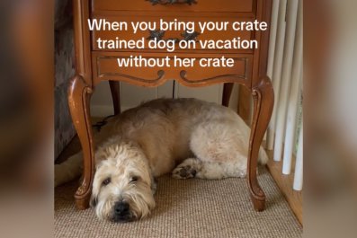 Internet in Hysterics at Where 'Crate Trained' Dog Takes a Nap on Vacation