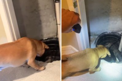 Man Baffled Over Why Dog Won't Stop Barking at Basement: 'Borderline scary'