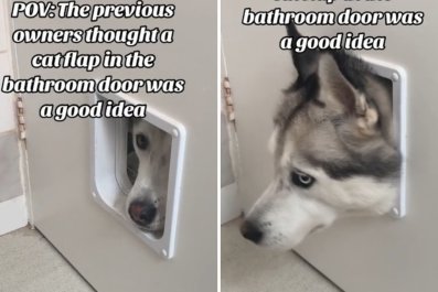 Owner Can't Get Privacy When Dog Discovers Cat Flap to Bathroom: 'Go Away'