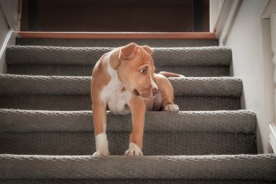 Terrified Dog Tries To Get Upstairs, Can't Get Past Tiny Obstacle: 'Menace'