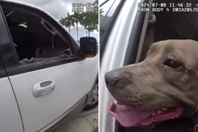 Dog Locked Inside Locked Car 'Crying' To Be Let Out Amid 90-Degree Heat