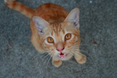 Cat Warning Owner She Has to 'Clean Up' After Him Has Internet in Stitches