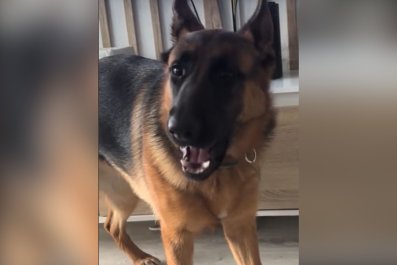 Watch How German Shepherd Barks at Owners v. Strangersâ'Personality Change'