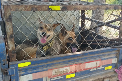 German Shepherds Rescued From 'Dogcatcher's' Van on Way to Meat Market