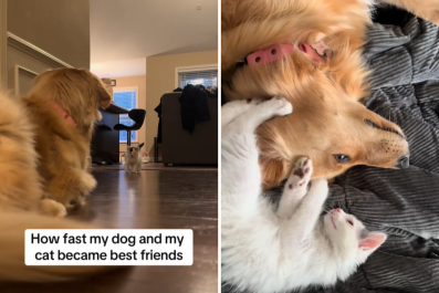 Golden Retriever Slowly Learning to Love Sick Kitten Melts Hearts