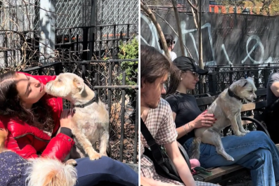 Dog Sitting on Everyone's Lap at Park Delights Internet: 'Loves Strangers'