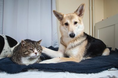 German Shepherd Refusing to Make Eye Contact With Cat Delights Internet