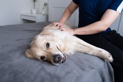 Internet Obsessed With Tough Life of Guard Dog: 'Hard Work'