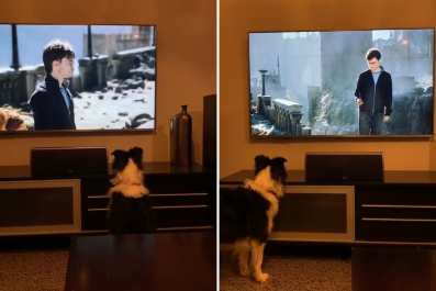 Laughter as Dog Watching Movie Is Convinced Harry Potter Is Playing Fetch