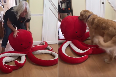 Guide Dog Who Is 'Obsessed' With Soft Toys Gets Enormous Birthday Surprise