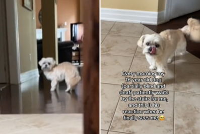 People Sobbing Over How Blind and Deaf Senior Dog Greets Owner Each Morning